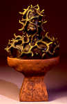 Rooted