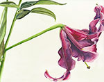 Lilies II