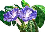 Morning Glories, East Side Cafe Garden