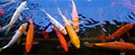 Koi