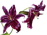 Purple Lilies