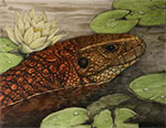 Caimen Lizard (Draceana Guianensis)