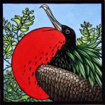 Galapagos Alphabet: Great Frigate Bird