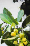 <b>Loquats</b><br>Oil on panel, 30x20 inches<br>$2800