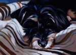 <b>Kasey</b>, 2009<br>Oil on canvas, 9x12 inches<br>$450