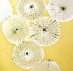 Sea Urchins II