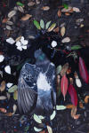<b>Checkered Pigeon</b><br>Oil on panel, 18x12 inches<br>$1600