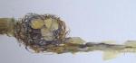 <b>Nest II</b>, 2010<br>Acrylic, 6x12 inches<br><i>sold</i>