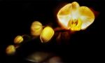 Orchid II
