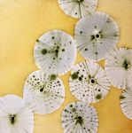 Sea Urchins III