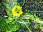 Opuntia with Bee