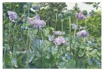 Intimate Jungles, Poppies