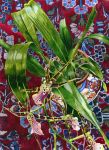 Orchids with Imari Plate