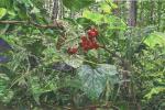 <b>Northwoods Jungle</b>, 2011<br>Watercolor on paper, 30x45 inches, 35x49 inches framed<br><i>sold</i>
