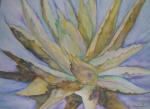 <b>Agave III</b><br>Watercolor on aquaboard, 22x30 inches<br>$1200