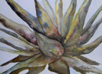 <b>Agave Mood</b>, 2010<br>Watercolor, 20x28 image, 32x41 inches framed<br><i>sold</i>