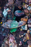 <b>Insect Wings</b><br>Oil on panel, 18x12 inches<br>$1600