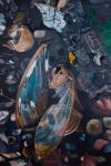 <b>Insect Wings II</b><br>Oil on panel, 18x12 inches<br>$1600