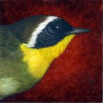 Common Yellowthroat