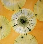 <b>Sea Urchins I</b>, 2010<br>Watercolor, 10x10 image, 20x20 inches framed<br>$800