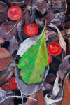<b>Possum Haw Berries and Leaf</b><br>Oil on panel, 18x12 inches<br>$1600