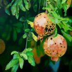 <b>Pomegranates</b><br>Oil on panel, 30x30 inches<br>$3200