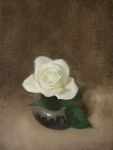 White Rose