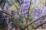 <b>Wisteria Jungle</b>, 2011<br>Watercolor on paper, 33x50 inches, 38x55 inches framed<br>$5600