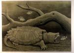 <b>Alligator Snapping Turtle 9/100</b><br>Hand Colored Etching, 18x24 inches<br>$1000