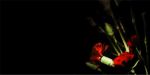 Red Carnation III