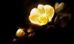 Orchid I