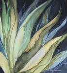 <b>Night Agave II</b>, 2011<br>Watercolor on paper, 24x22 inches framed<br><i>sold</i>