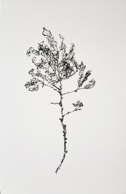 3503 Parts of a Branch