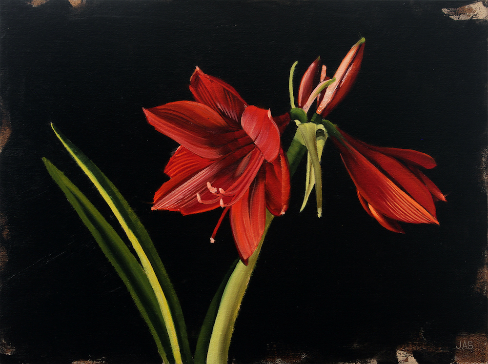 Amaryllis