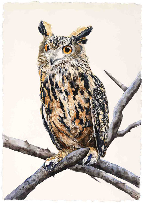 Eagle Owl