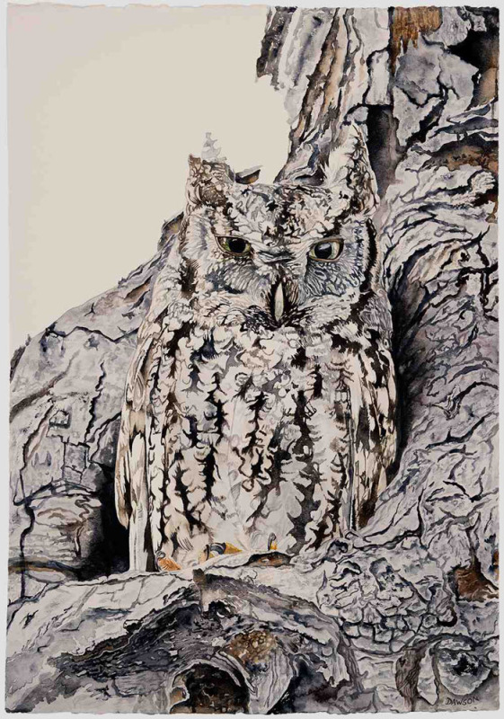 Screech Owl II