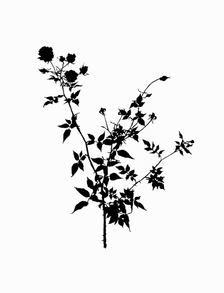 Botanical No. 35
