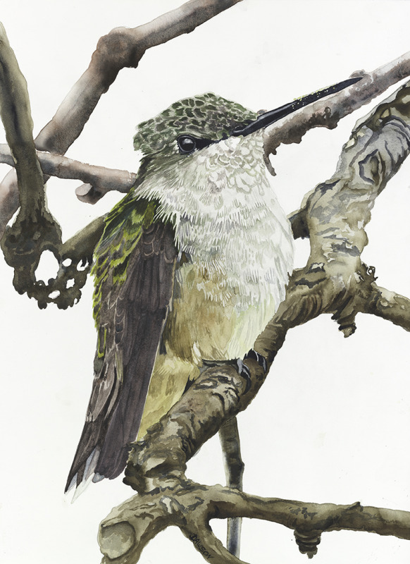 Female Black-throat Hummingbird