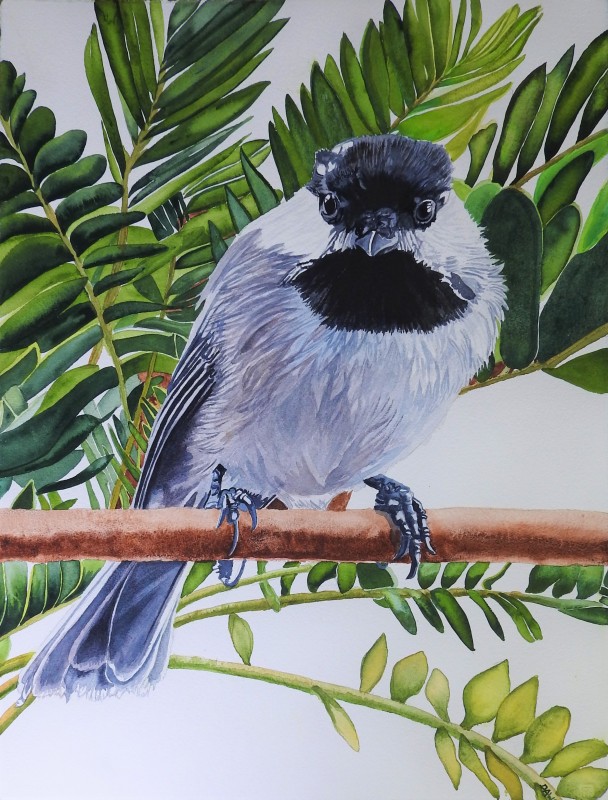 Big Hello: Chickadee