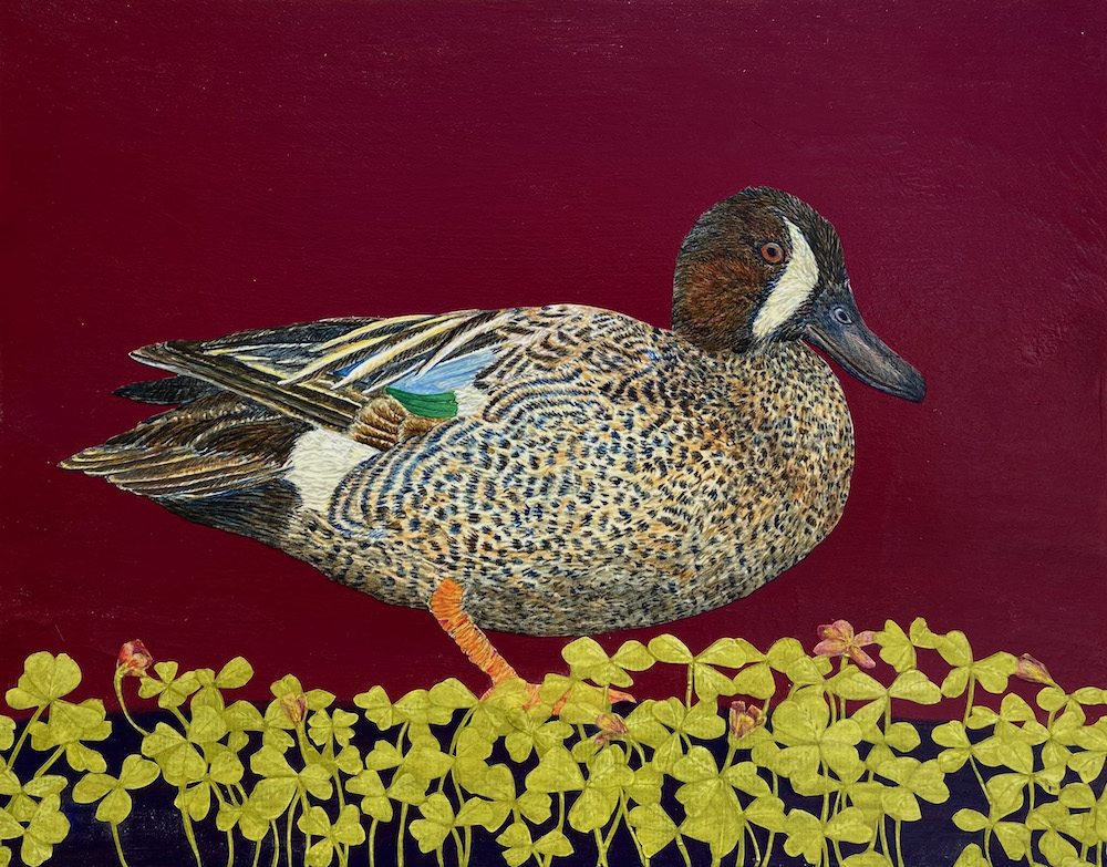 Blue-Winged Teal
