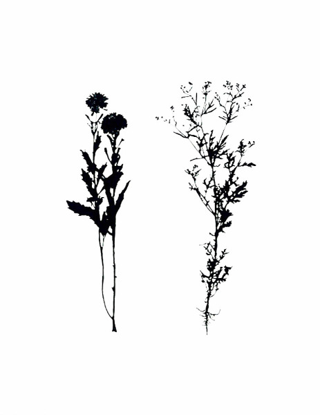 Botanical No. 06/24