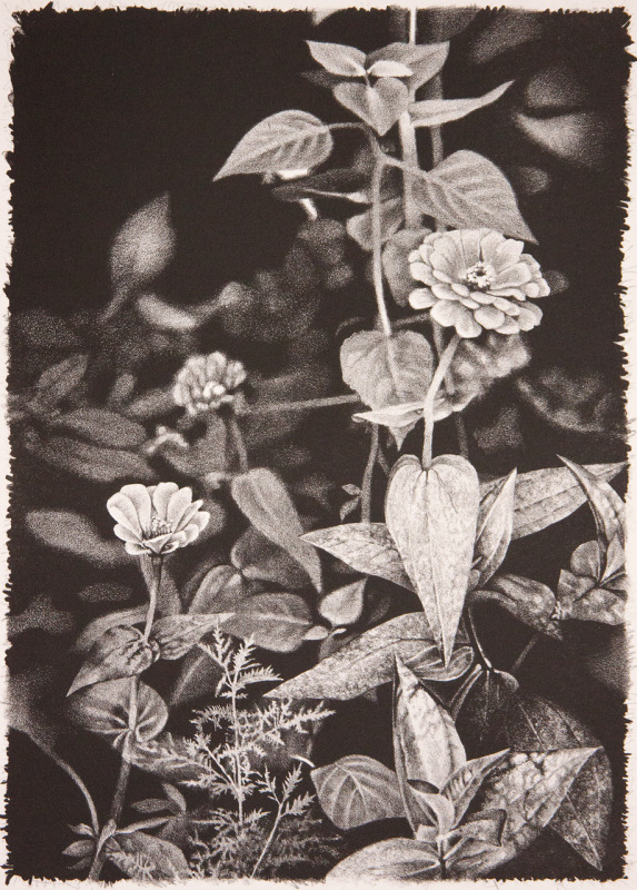 Zinnias