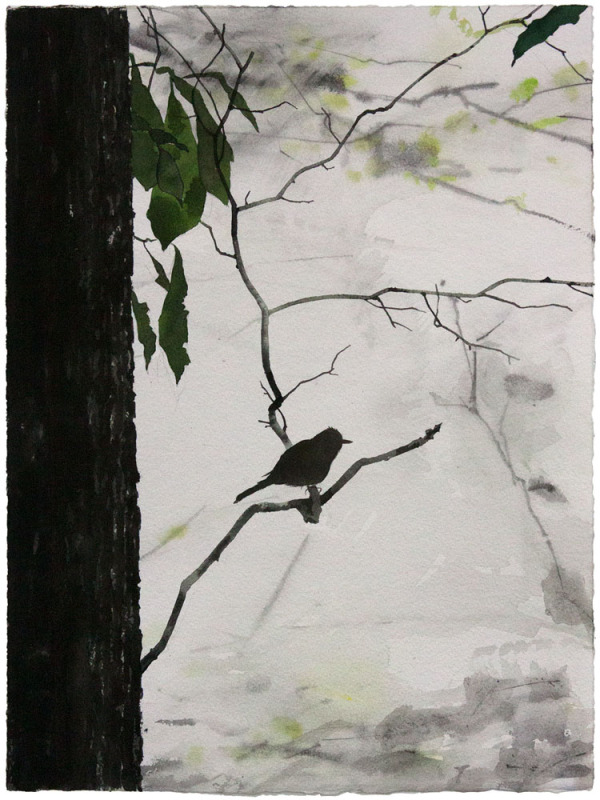 Nuthatch