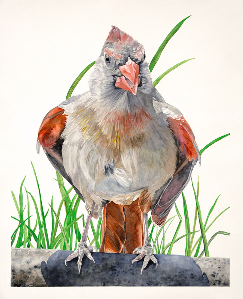 Female Cardinal III