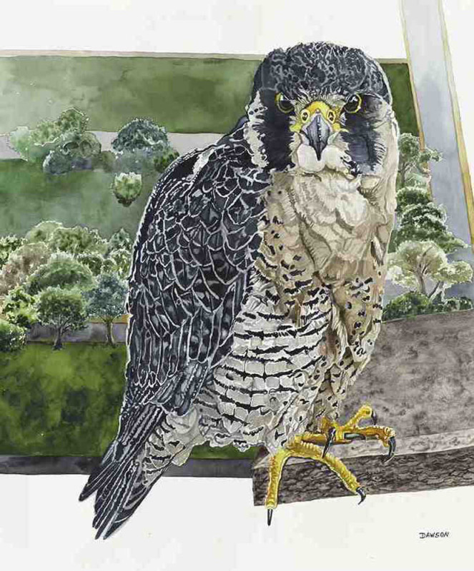 Tower Girl: Peregrine Falcon