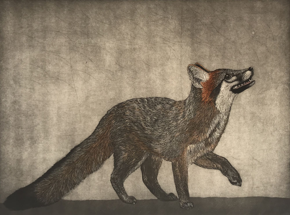 Gray Fox