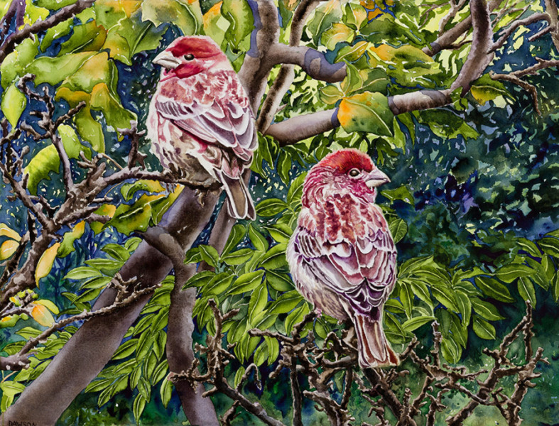 House Finch