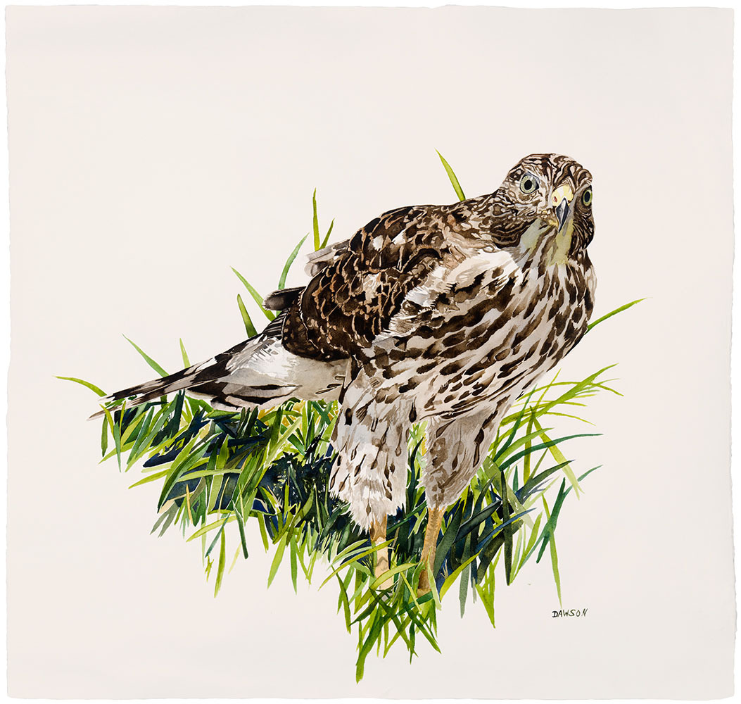 Young Cooper's Hawk in Grass