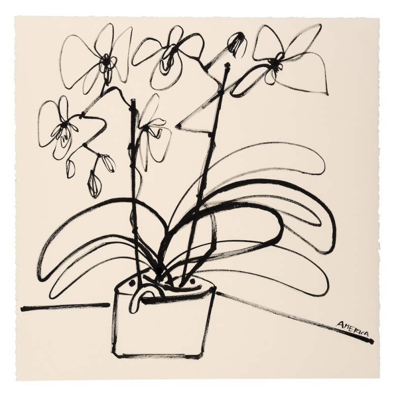 Orchids in Pot