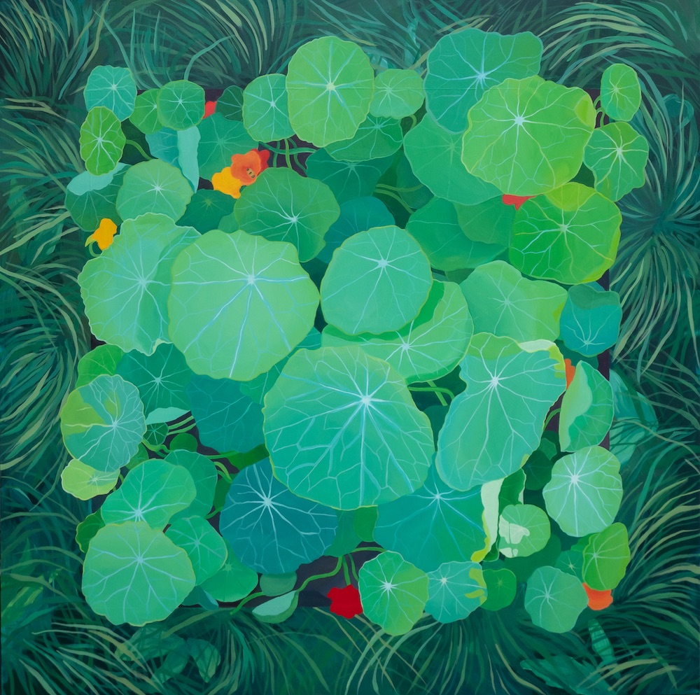 Late Summer Nasturtium
